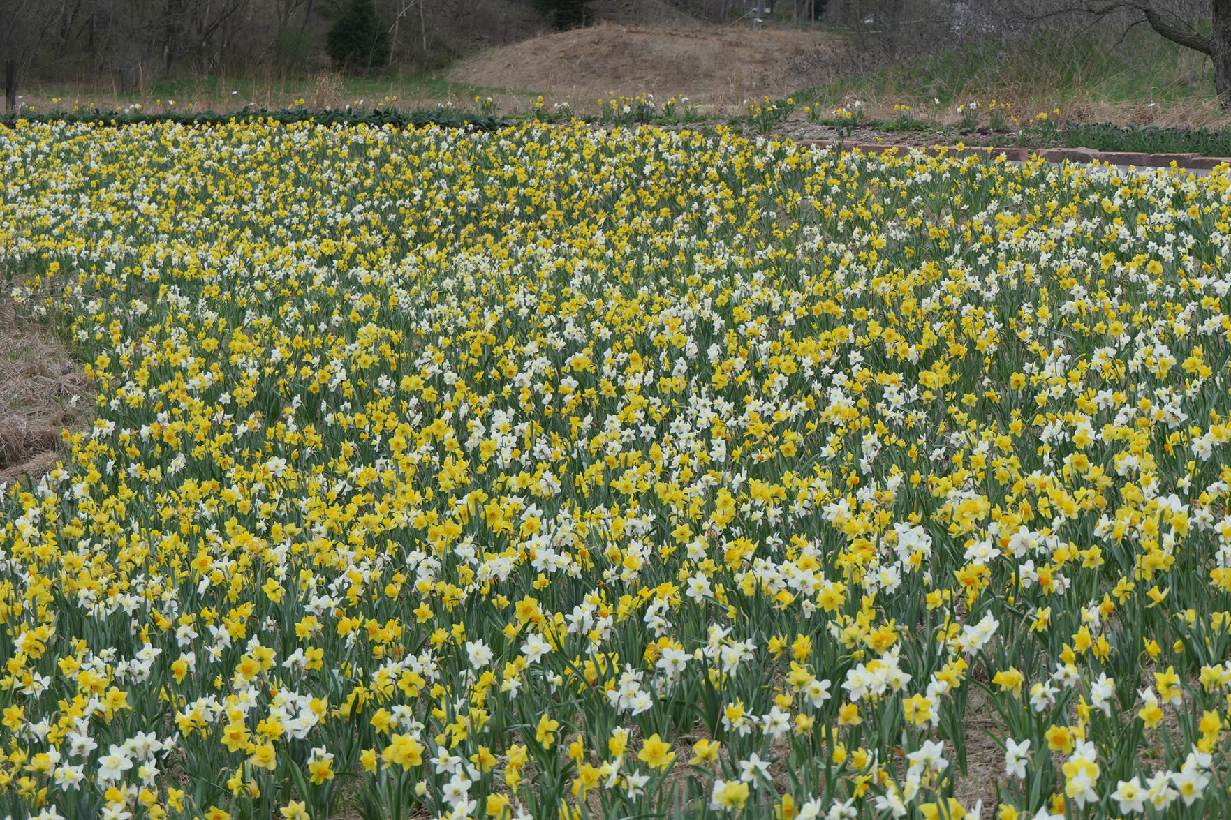 Daffodils